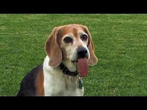 Beagle Farting Contest - OUTRAGEOUS!!