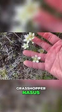 Seed Collector's Secrets: How to Find Seeds & Identify Plants! #shorts