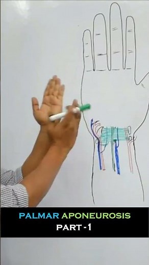 Palmar aponeurosis - Full lecture in description #anatomy #mbbs #medical #anatomyvideos #upperlimb