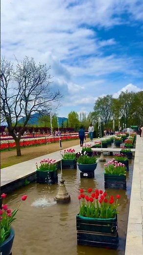 Beautiful view of Tulip 🌷 garden #flowers #nature #love #subscribe #travel #explore #shorts #1k
