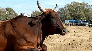 4k Video Brown Cow Chewing Cud Stock Footage Video (100% Royalty-free) 3434368421 | Shutterstock