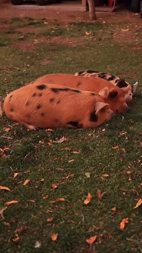 I just love these little girls! Kune Kune pigs are so easy going, sweet temperaments and a joy to watch hanging out in the orchard all day. | Ali's Organics & Garden Supply