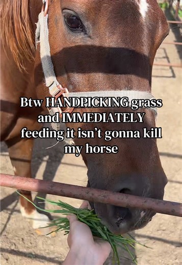 Horse Feeding: Lawn Clippings vs. Handpicked Grass