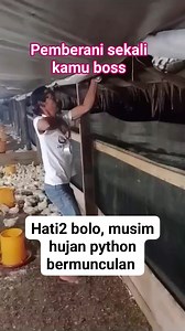 Cara menangkap ular python | M Zaimul Abror