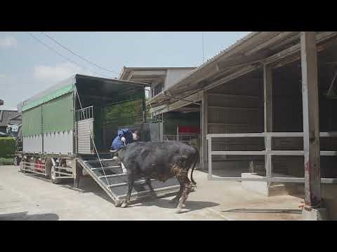 【現場映像】牛の積み込み作業を公開｜柳沼ボデー工場の運搬車が活躍！Livestock Truck at Work