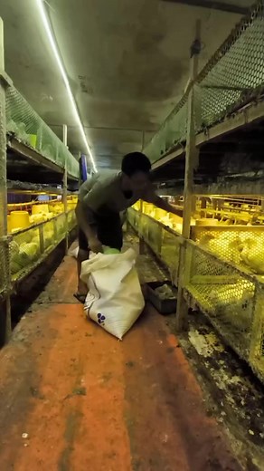 10K views · 125 reactions | Tutorial cara pemberian pakan untuk kandang rak koloni... Kerja keras hasil mantab爐爐 #ayambroiler #kandangayam #peternak #semuaorang Dimas Supret | Dimas Supret | Facebook