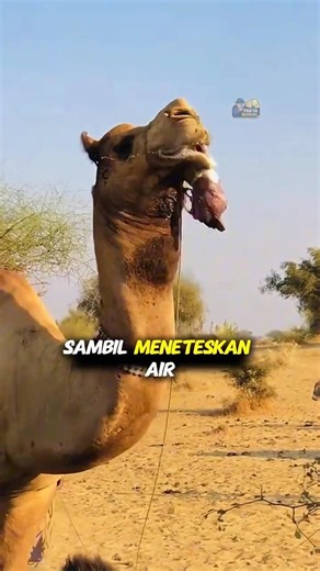 Saat musim kawin, Unta mengeluarkan Balon dari mulutnya ?