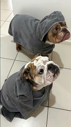 Grumpy Bulldogs In Bathrobes Make Hilarious Snort 😂😠💨#Bulldog #Funny