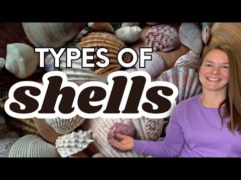 Montessori Shell Nomenclature Cards: Preschool Vocabulary Lesson with the Three‑Period Method