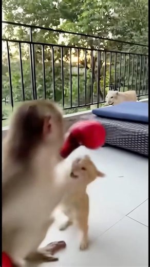 Monkey Prank: Boxer Monkey Picks a Fight with a Napping Cat