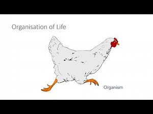 Principles of Organisation