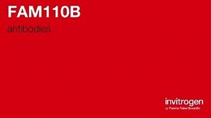 FAM110B antibodies from Thermo Fisher Scientific