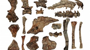 This ancient reptile was discovered in Arizona's 'Triassic Park'. Now it has a new name