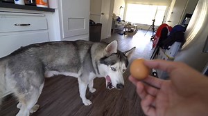 993K views · 3.2K reactions | My husky Gohan eats a raw egg with slow...