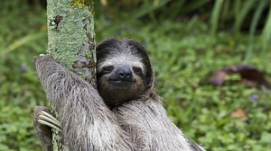 Watch The Very Dangerous Ordeal Of A Sloth Pooping