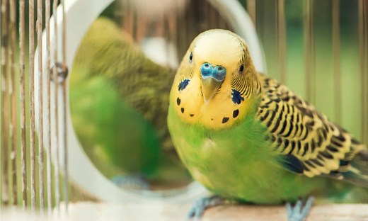 The Cheapest Pet Birds - The 10 Most Affordable Options