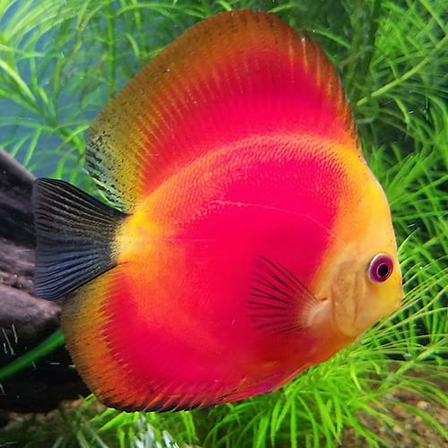 Red Melons Discus - Jack Wattley Discus