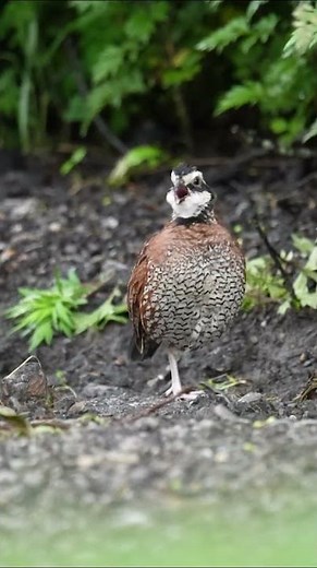 Bob Bob White - Northern Bobwhite quail calling in the park #wildlife #conservation #threatened