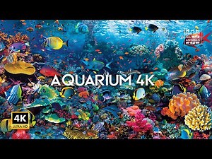 Relax with the MOST CALMING Aquarium 4K for Stress Relief | Ultra HD Aquarium Live Stream