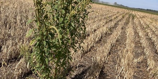 Palmer amaranth discovered in Manitoba