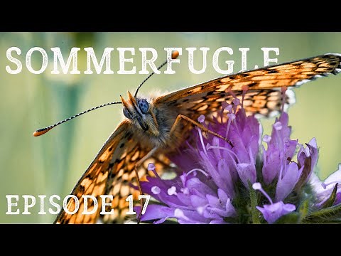 Danske sommerfugle // Mols Bjerge