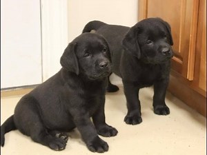 Breeder Insights: Nature Vs. Nurture