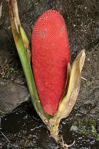 Pandanus conoideus - Alchetron, The Free Social Encyclopedia