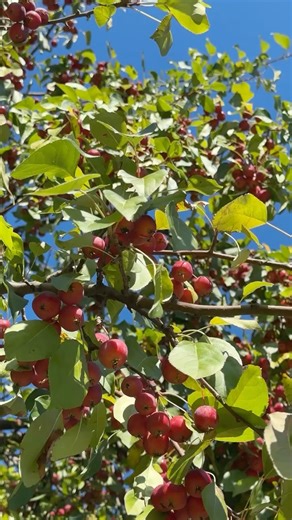 Rustling of trees and singing of birds #shorts #nature #trees