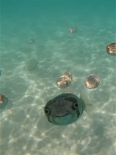 Exploring the Fascinating World of Fish Behavior