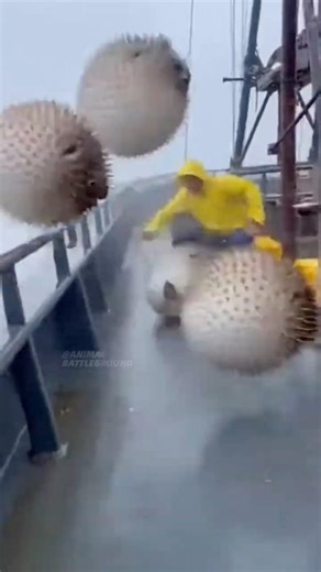 Inflated Porcupinefish Rain Onto the Deck 😱 (Nature’s Defense Mode)
