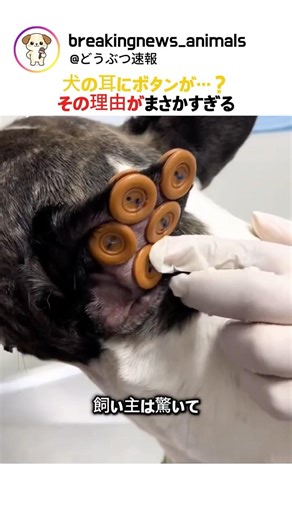 犬の耳にボタンが…？ その理由がまさかすぎる
