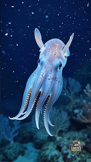 Dumbo Octopus: The Deep-Sea Creature That Flies Underwater! 🐙🌊