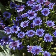 Blue Daisy Seed - Felicia Heterophylla Blue Flower Seeds