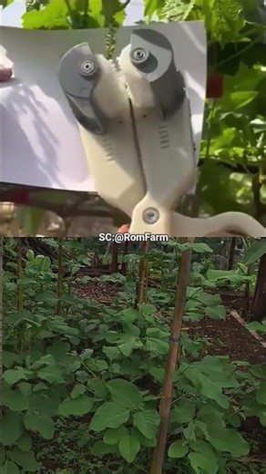 How a Grape Thinning Machine Simplifies Farm Work