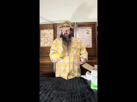 Albino Champagne Ball Python