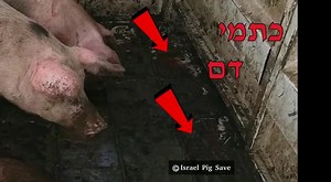 3.2K views · 321 reactions | Israel Pig Save shines light on the pig industry in Israel. From the violence, the most dangerous and the hidden Please help them to stop this industry in Israel, it's possible together: https://drove.com/.2fzH | Animal Save Movement | Facebook