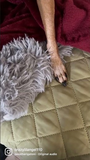 #dog #petsrule #puppy #cute #pets