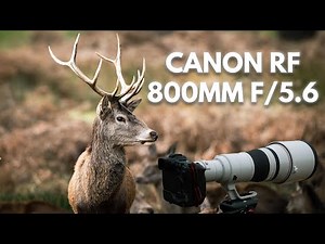 Canon RF 800mm f/5.6 L IS USM Lens Review