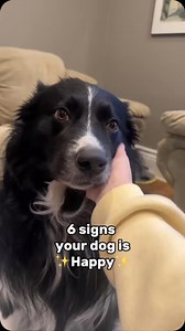 ✨6 signs that your dog is happy✨ The slogan I live by goes a little something like “if my dog is happy I’m happy”🥰 My priority everyday as a dog mama is to make sure my dogs are happy as can be✨🥹🤍 #signsyourdogishappy #happydog #happydogs #happydoghappyme #happydoghappylife #dogsarethebest #dogowner #dogowners #dogownerlife #dogthings #dogs #dogsofinstagram #dogmom #loveabledog #bordercollie #bordercolliesofinstagram #feelgoodreel #serotoninboost #serotonin #happybordercollie #dogreels #dogre