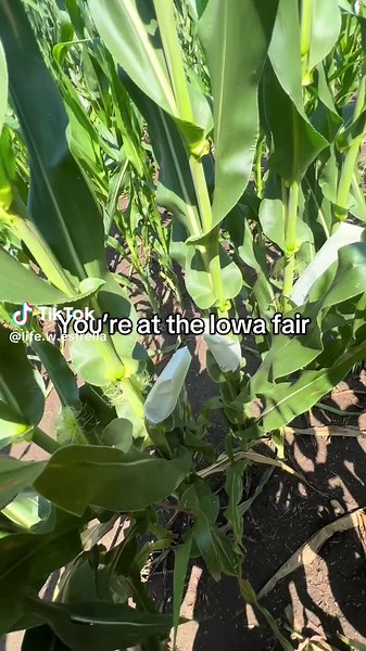 Experience the Iowa State Fair from the Fields