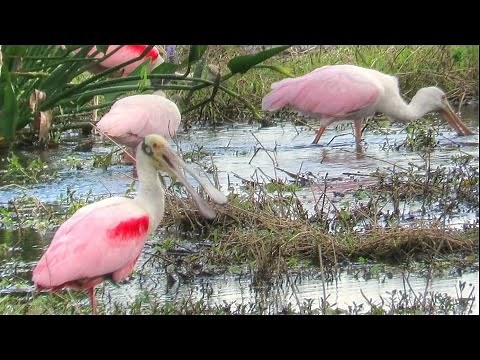 Roseate Spoonbill Flock Feeding - A Meditation