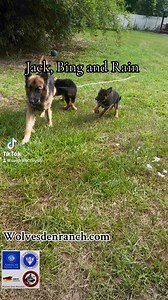 Jack My Manny for my pups | Wolves Den Ranch