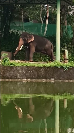 elephant dance😀#elephant