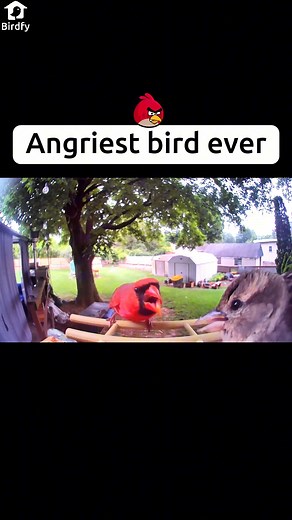 Angriest bird ever!🐦🔥💢 Video footage credit to Birdfy user. #nature #bird #birds #birdwatching #birdtok #avian #mimicbird #citybirds #birdtiktok #birdfy | Birdfy by Netvue