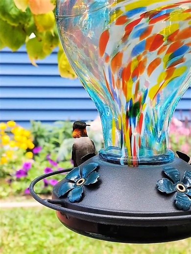 #hummingbird #birds #nature #adorable