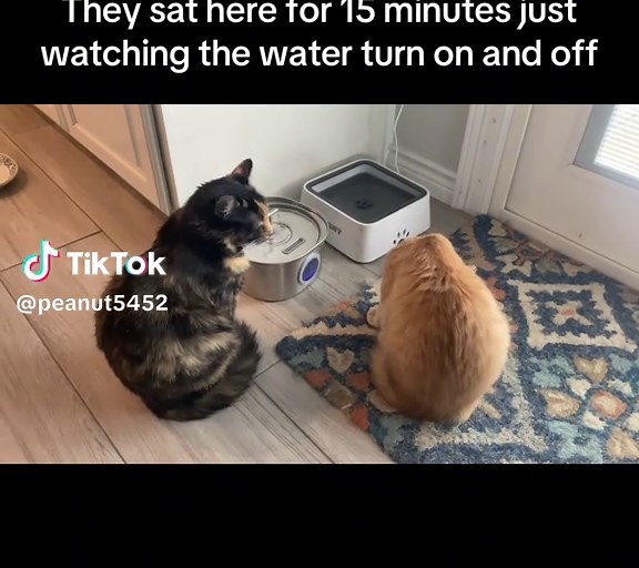 As long as they are entertained I guess #stimulation #cat #catsoftiktok #cute #foryoupage #fyp #trending#kittensoftiktok #kittens #funny #funnyvideos😂 #fypシ