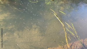 A lot of water striders are moving on the pond, lake or river surface. Pleuston (surface-living) animals. Insects having the unusual ability to walk on water