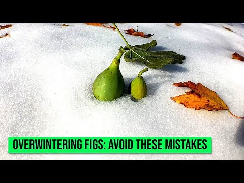 Q: "Can Fig Trees Survive Cold Weather? & How do you Winterize a Fig Tree?"