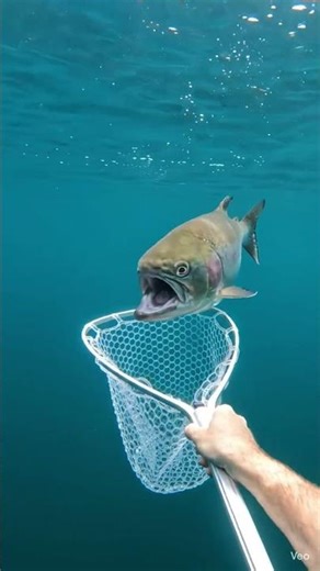 #lifeisbutadream #dothingsyoudontwanttodo #aiart #fishing #underwater