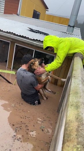 🌱💜🐾🌍 on Instagram: "In a world full of people who couldn't care less, be someone who couldn't care more 🙏❤🐾 Angels rescuing another angel ❤️ After the recent floodings in Licantén, Chile, some volunteers went out in their kayaks to rescue trapped animals and people ❤️ This poor angel had been left tied up outside by her "family", which left her with barely no hope of survival 💔 Luckily these angels saw her and immediately came to the rescue ❤️🐾🙏 She was so traumatized and terrified ...